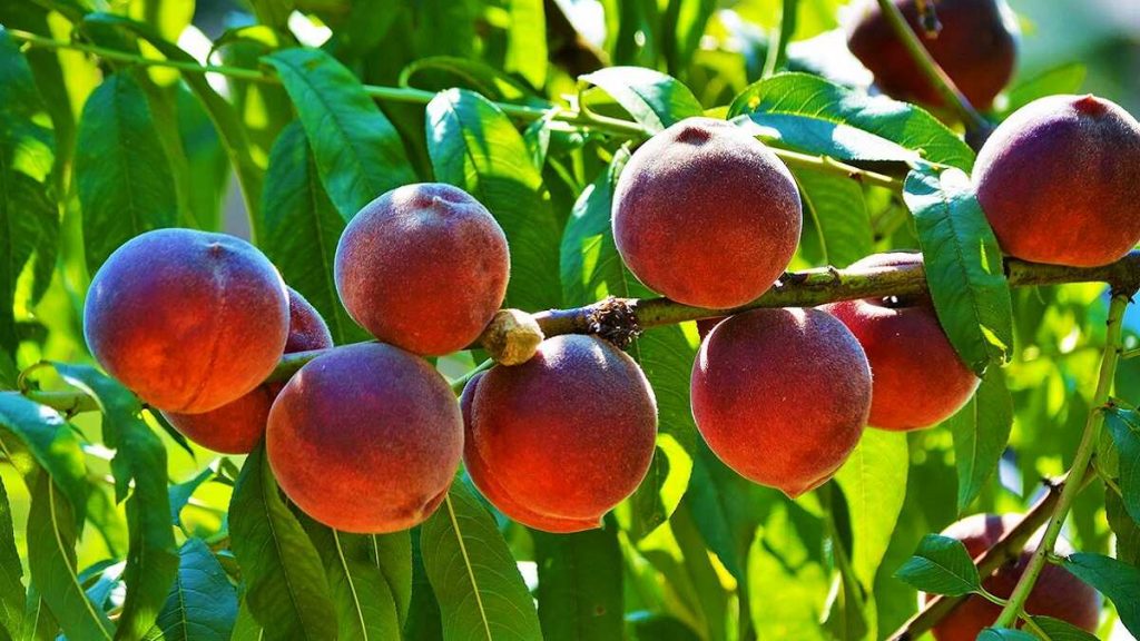 3 серпня 2020 року — яке свято сьогодні? Дні пам’яті