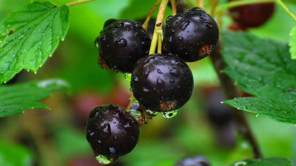 4 серпня 2020 року — яке свято сьогодні? Знамениті події