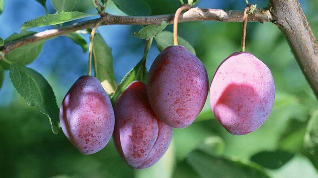 6 серпня 2020 року — яке свято сьогодні? Іменини